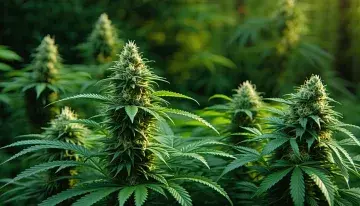 Federal Judge Rejects Bid to Remove AG's Office From New York Cannabis Licensing Case